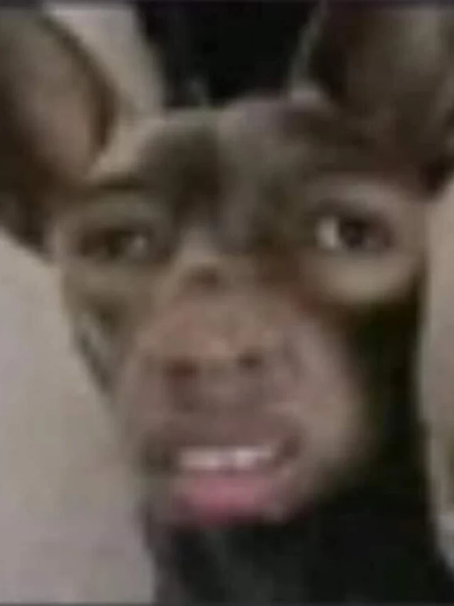 Tuyển tập 332+ ảnh meme sợ hãi hoảng hốt cười phọt nước