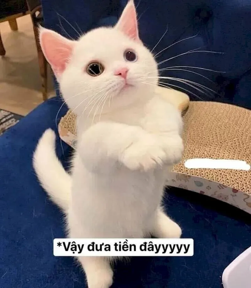 đưa hết tiền đây meme