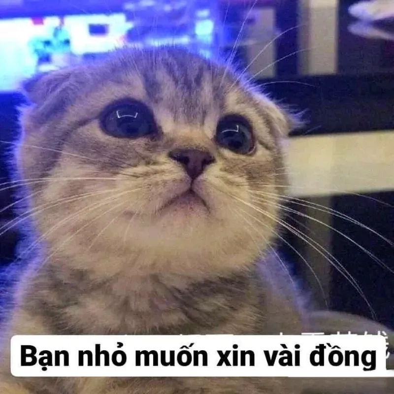 hết tiền meme mèo đen