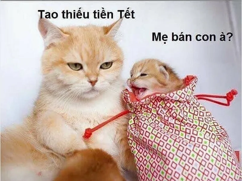 hết tiền meme mèo vàng