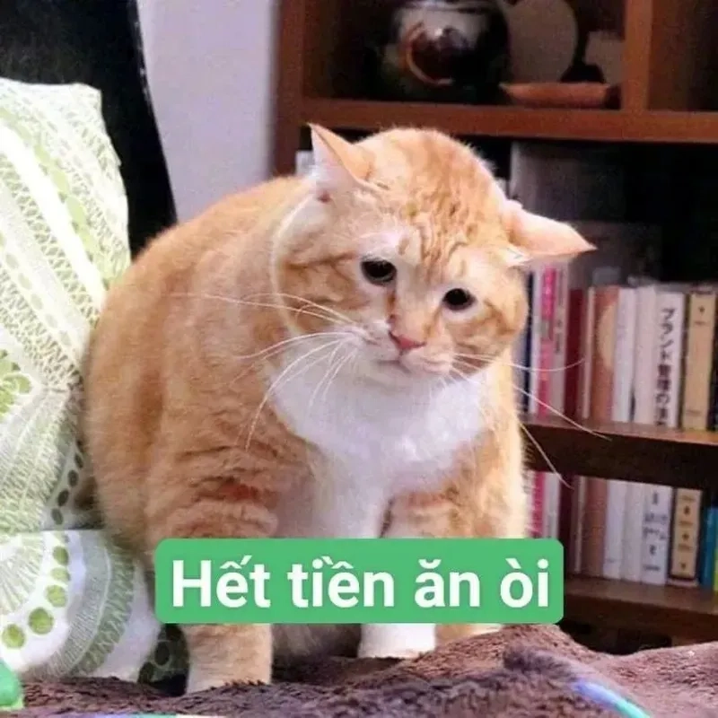 hết tiền meme mèo