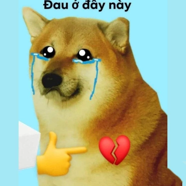 meme đau tim chó siba