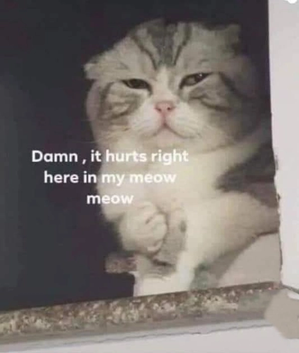 meme đau tim mèo đen