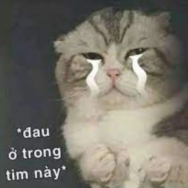 meme đau tim ở đây nè