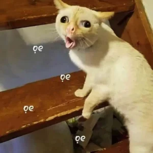 meme mèo đáng yêu