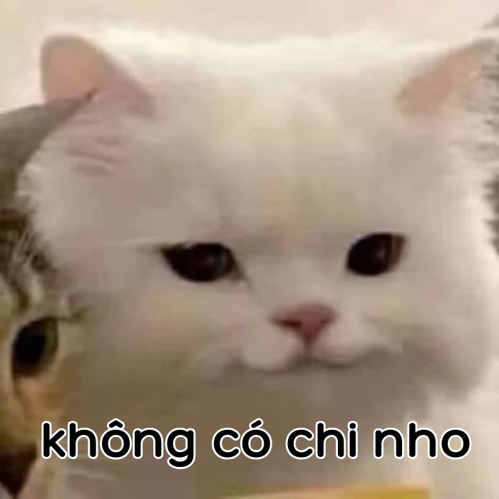 ảnh không có chi meme con mèo