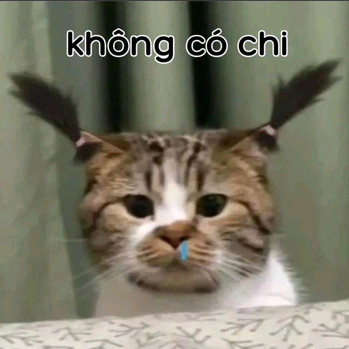 ảnh không có chi meme cực hài