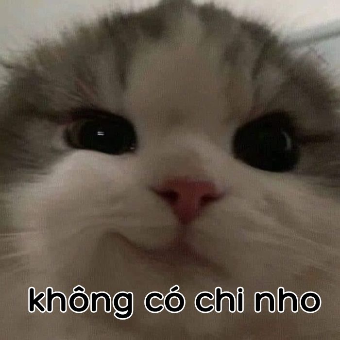 ảnh không có chi meme hài nhất