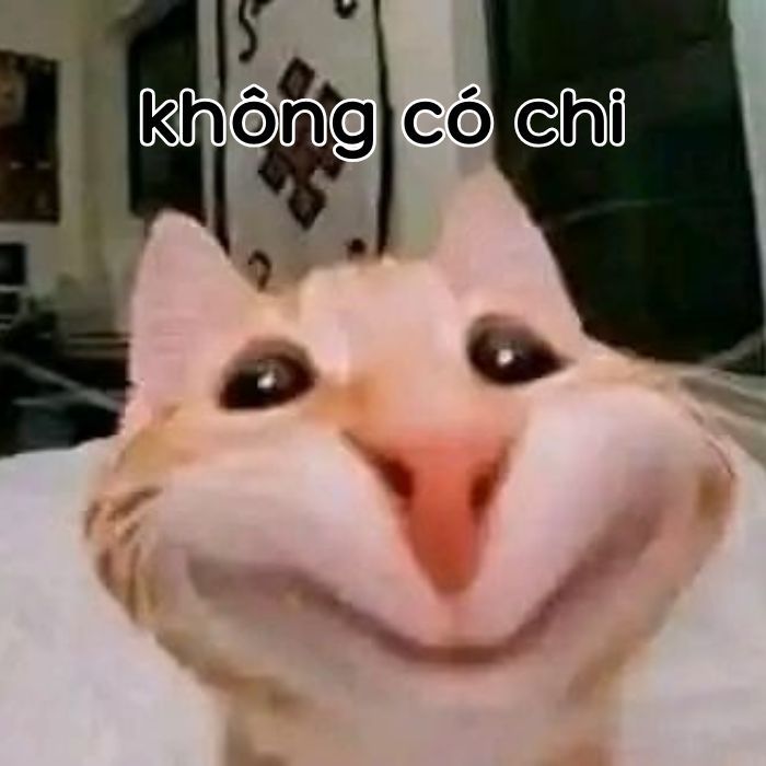 ảnh không có chi meme xinh