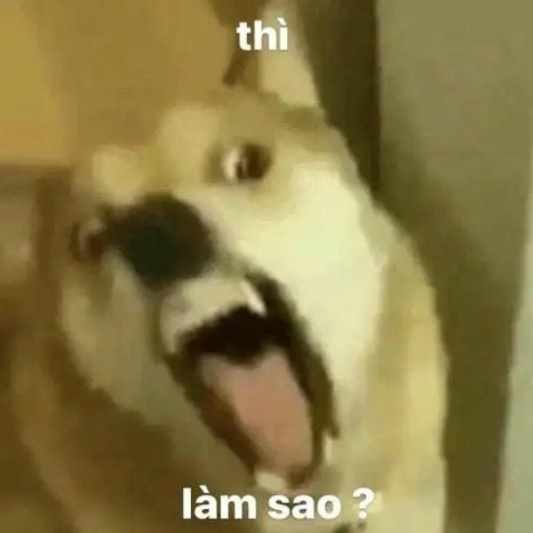 ảnh meme hài hài