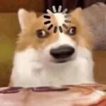 ành meme không hiểu chó hài