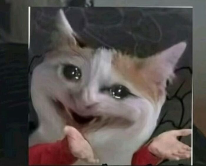ảnh meme mèo khóc cực xinh