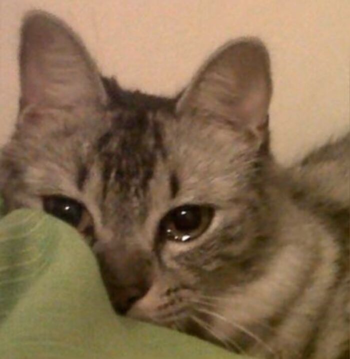 ảnh meme mèo khóc cute