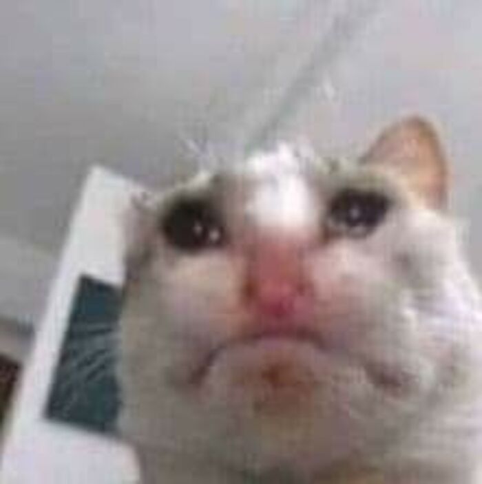 ảnh meme mèo khóc dễ thương bựa