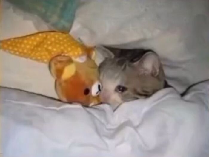 ảnh meme mèo khóc dễ thương hài