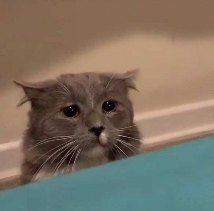 ảnh meme mèo khóc dễ thương nhất