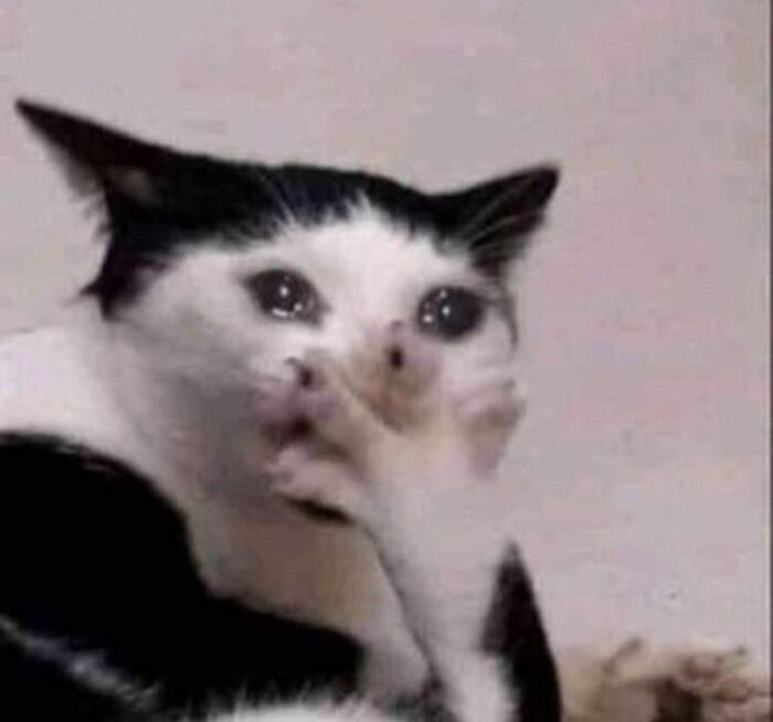 ảnh meme mèo khóc hài bựa