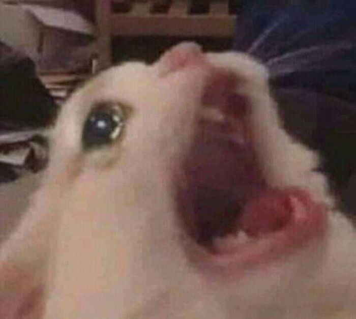 ảnh meme mèo khóc siêu cute