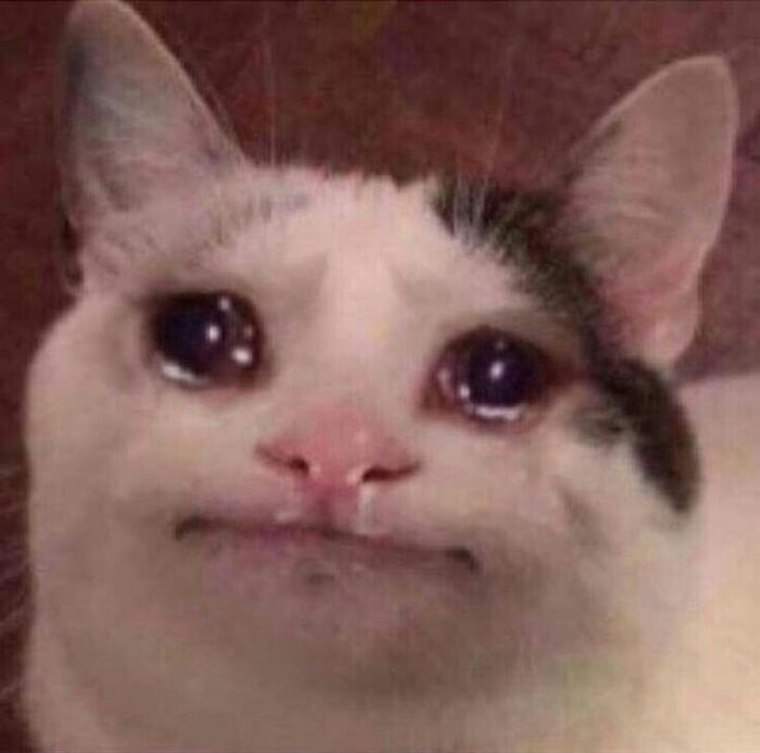 ảnh meme mèo khóc