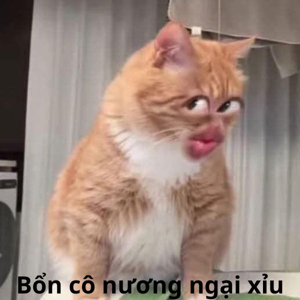 bổn cô nương cũng ngại