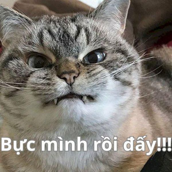 bực hết cả mình