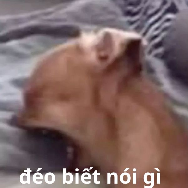 đéo biết nói gi