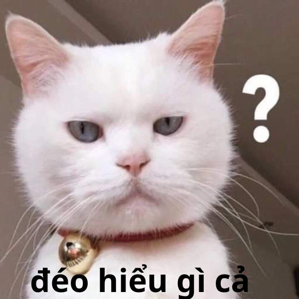 đéo hiểu gì cả