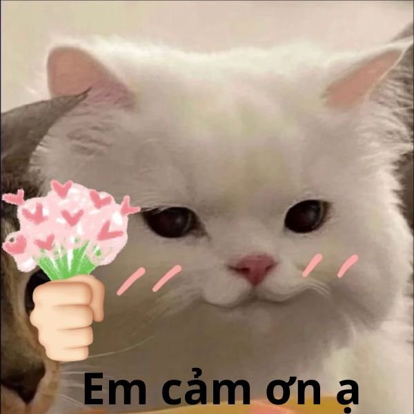 em cảm ơn anh ạ