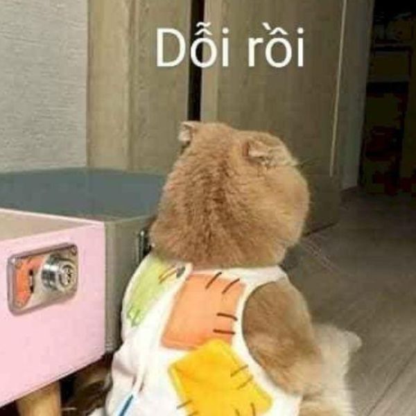 hhinhf ảnh mèo dỗi