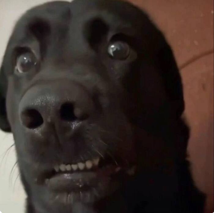 hình ảnh meme cười gượng hài nhất