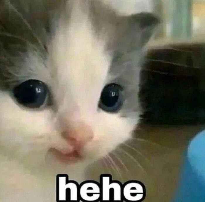 hình ảnh meme cười gượng mèo