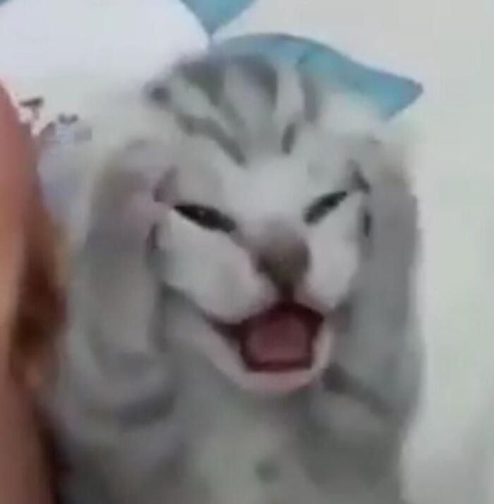 hình ảnh meme gãi đầu mèo