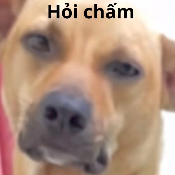 hỏi chấm