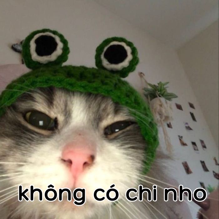 không có chi meme hài mèo