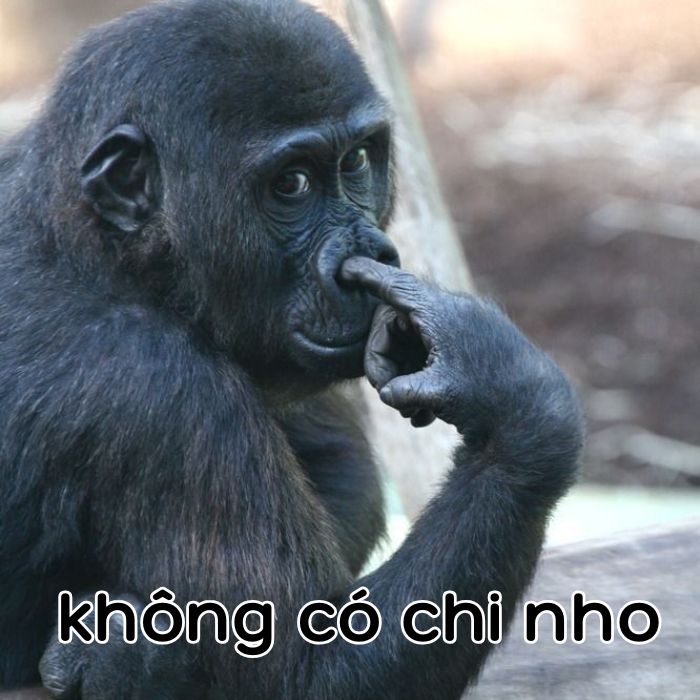 không có chi meme khỉ
