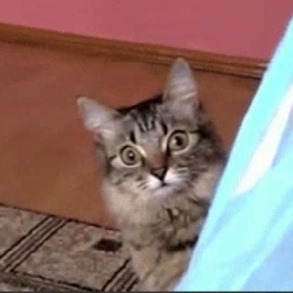 meme bất ngờ mèo lú