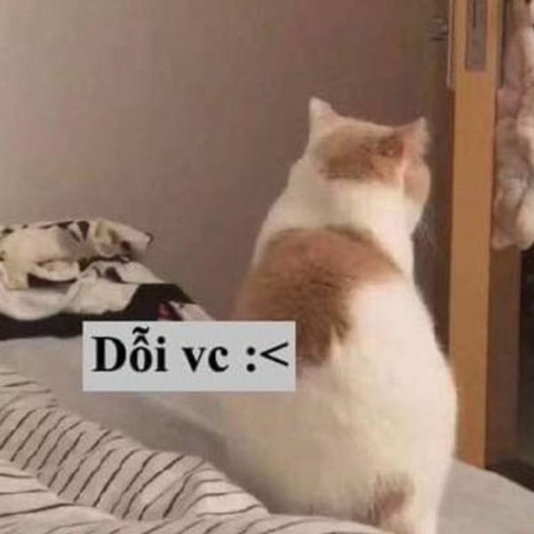 meme dỗi vc