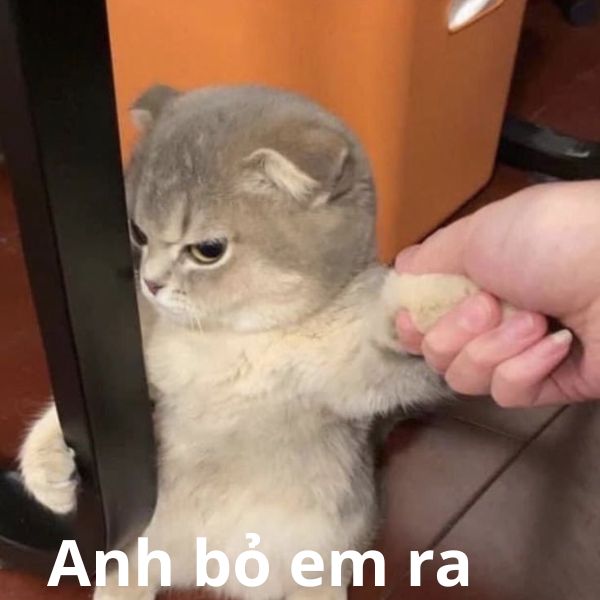 meme dỗi