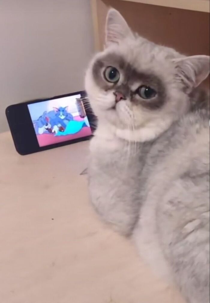 meme mất ngủ mèo buồn cười