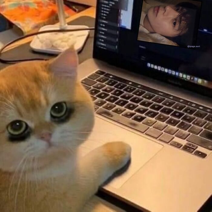 meme mất ngủ mèo chế