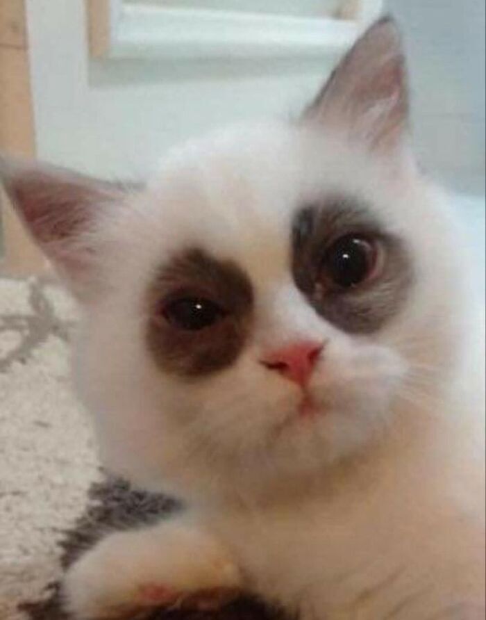 meme mất ngủ mèo mắt thâm