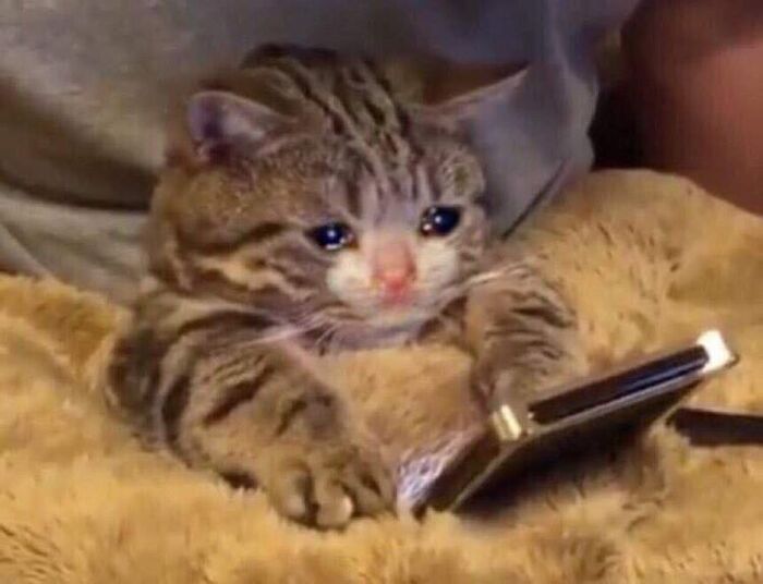 meme mèo khóc buồn cute