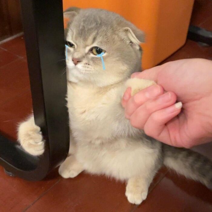 meme mèo khóc buồn