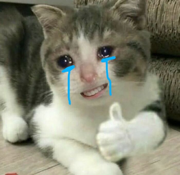 meme mèo khóc chảy nước mắt