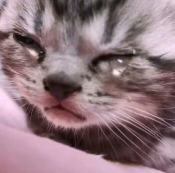 meme mèo khóc cực buồn