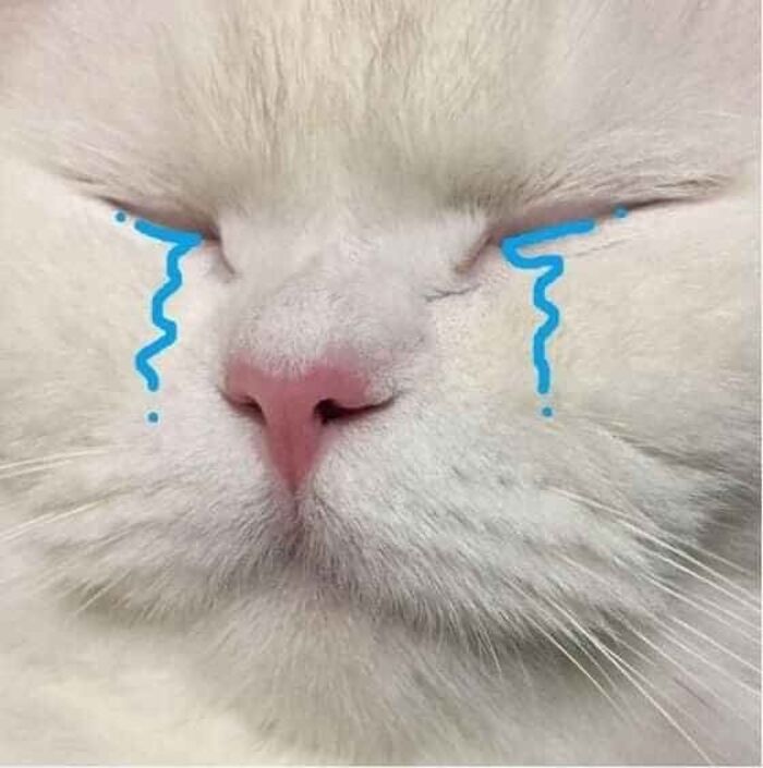 meme mèo khóc đáng yêu nhất