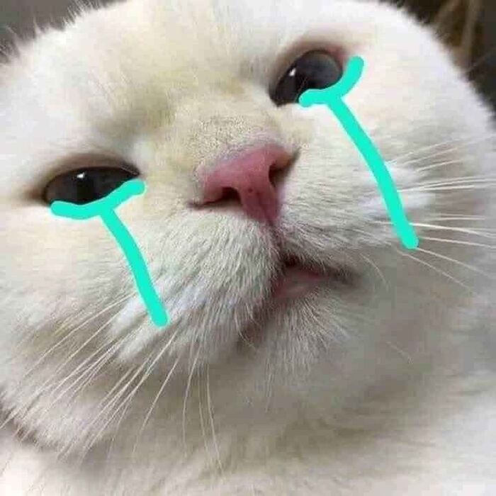 meme mèo khóc đáng yêu