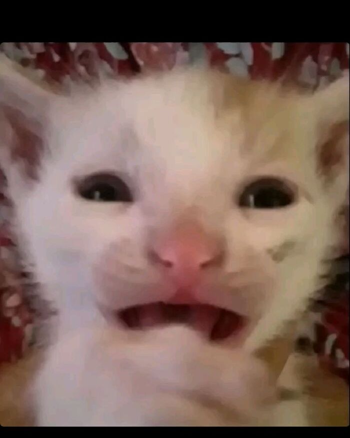 meme mèo khóc gào