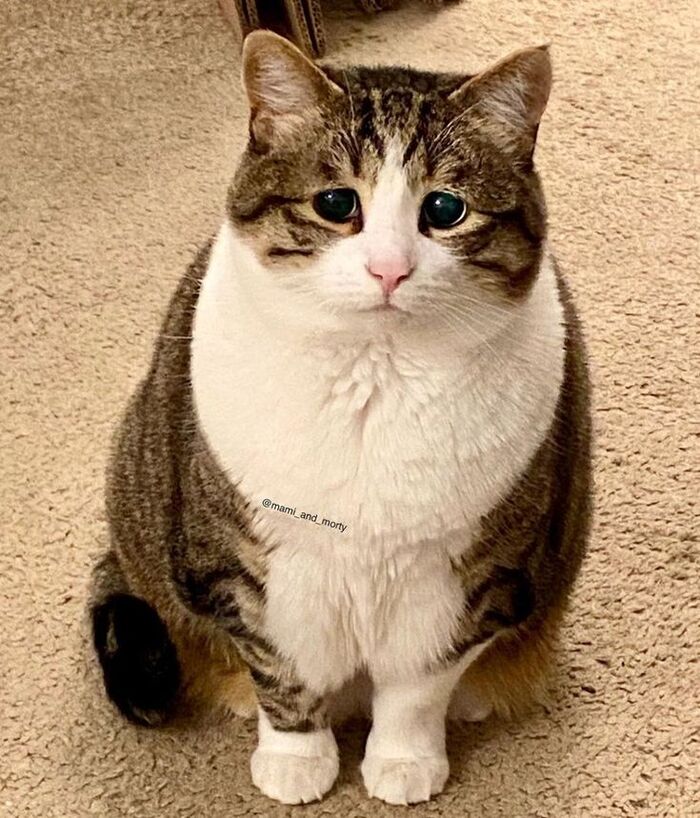 meme mèo khóc hài