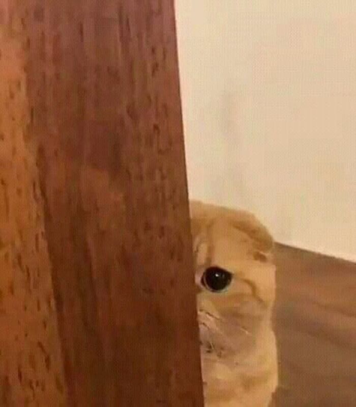 meme mèo khóc tủi thân